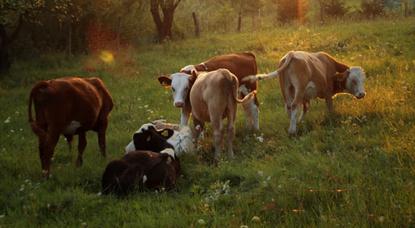 养牛场污水 养牛场污水