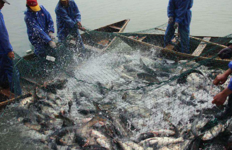 水产养殖污水成分详细介绍，一起来学习吧