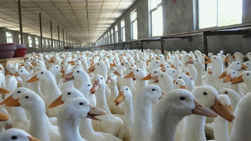 宰鸭废水处理方案|工艺流程|排放标准 宰鸭废水处理方案|工艺流程|排放标准